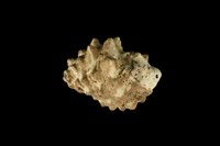 藏品(鐵斑岩螺)的圖片